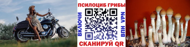 Галлюциногенные грибы Cubensis  Ухта 